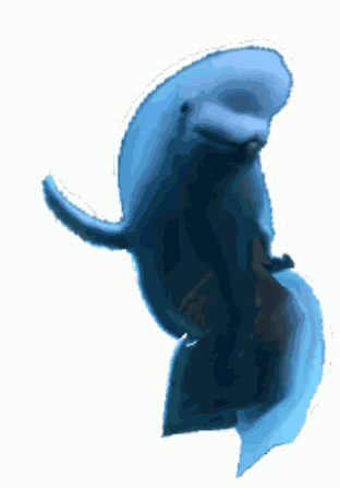 Beluga Dance Sigma Real Beluga Whale GIF