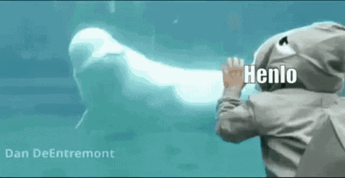 Beluga Henlo GIF