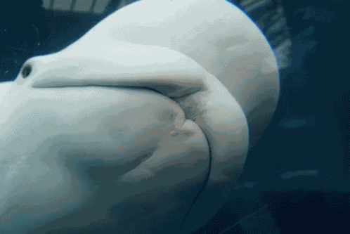 Beluga Kissing GIF