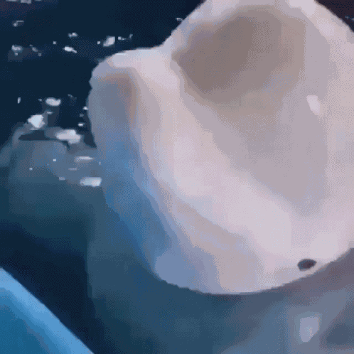 Beluga GIF