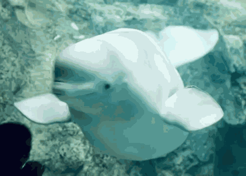 Beluga No GIF