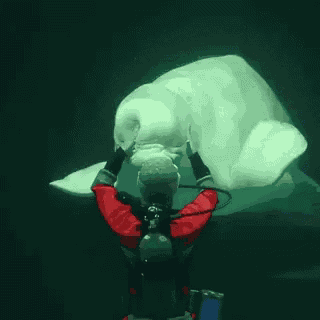 Beluga Squish GIF