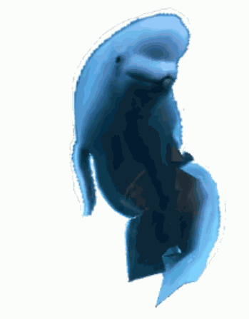 Beluga Whale GIF