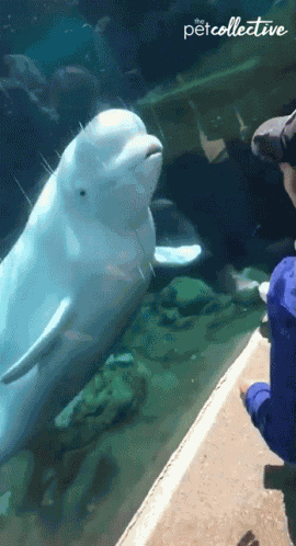 Beluga Whale Hey GIF