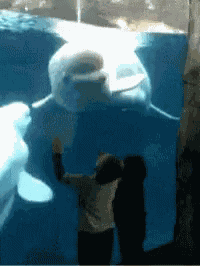 Beluga Whale GIF