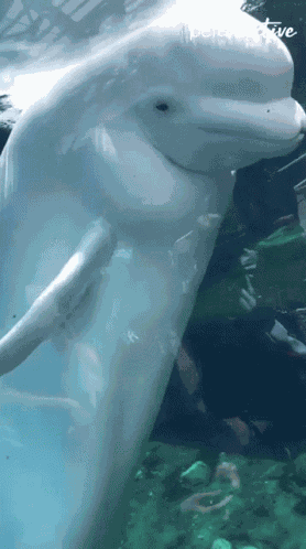 Beluga Whale Spit GIF