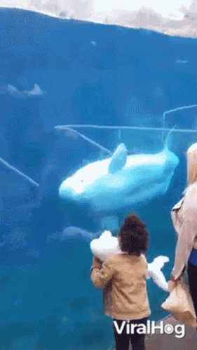 Beluga Whale Viralhog GIF