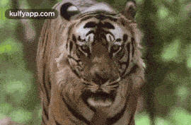 Bengal Tiger.Gif GIF