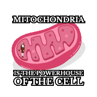 Benjammins Science Rules Sticker