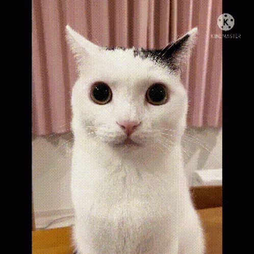 Bentley Takeru GIF