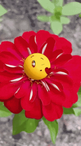 Besos Flower GIF