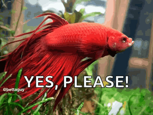 Betta Fish GIF