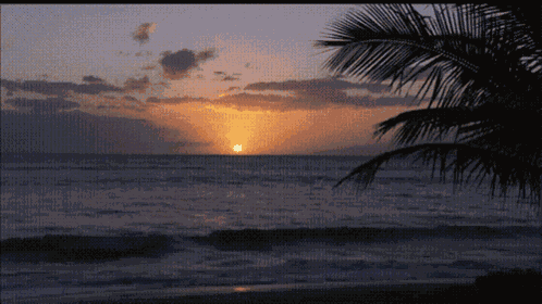 Bibeach GIF