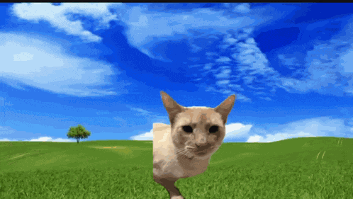 Big Cat Explode GIF