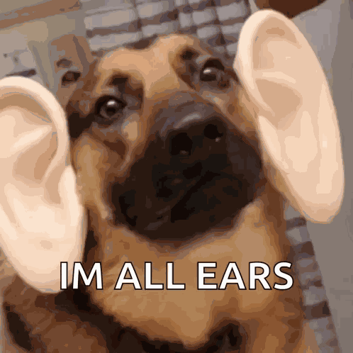 Big Ears Dog Big Ears GIF