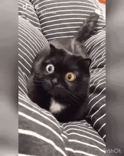 Big Eyes Cat GIF