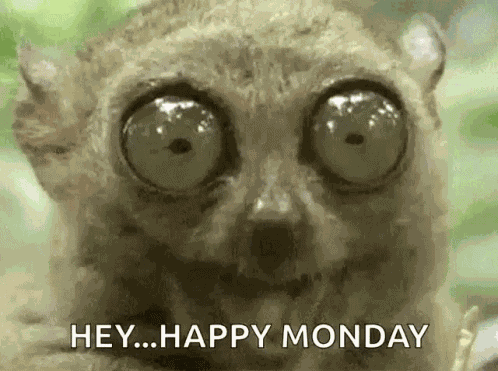 Big Eyes Tarsier GIF