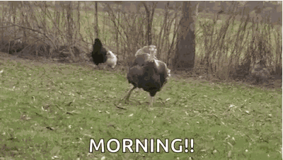 Big Neck Dancing Turkey GIF