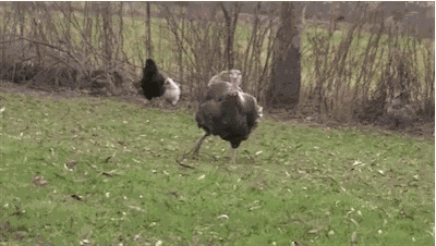 Big Neck Dancing Turkey GIF