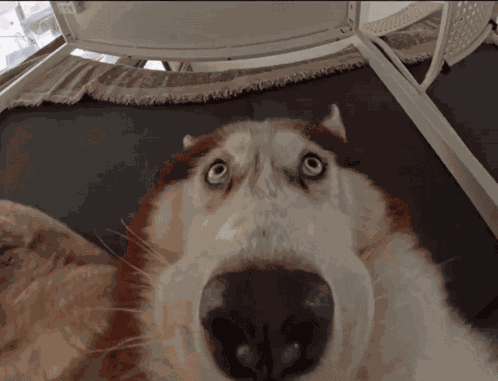 Big Nose Dog Close GIF