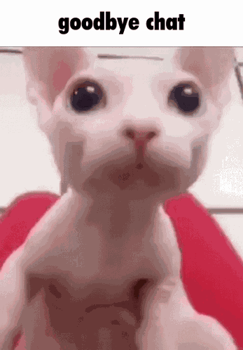 Bingus Goodbye GIF