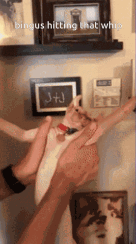 Bingus Whip GIF
