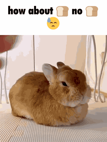Binkybunnyfamily How About No GIF