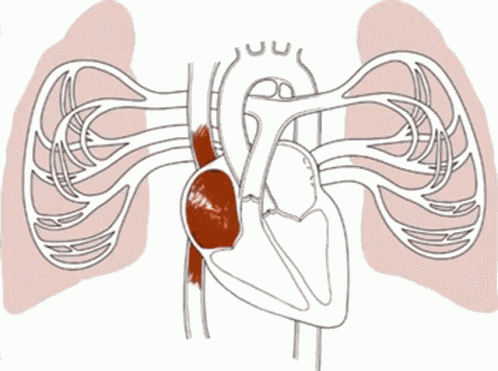 Biologi GIF