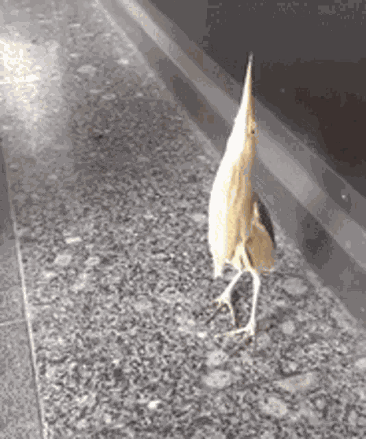 Birb Birds GIF