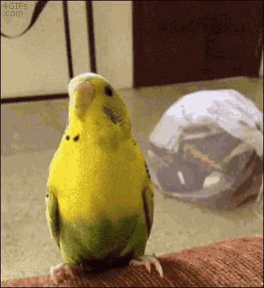 Birb Pick Up GIF