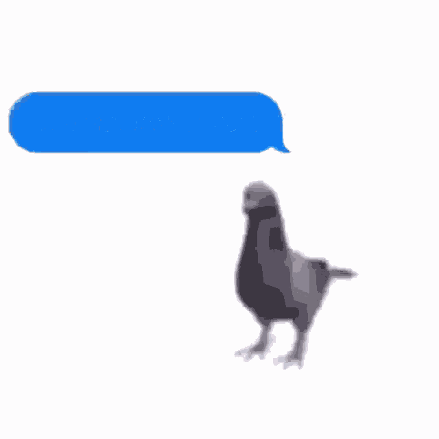 Bird GIF