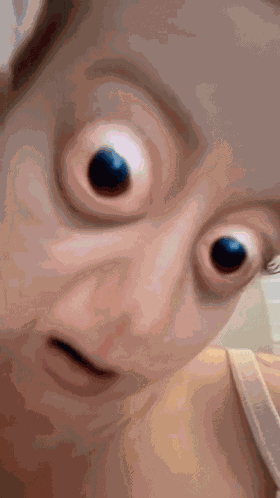 Bird Big Eyes GIF