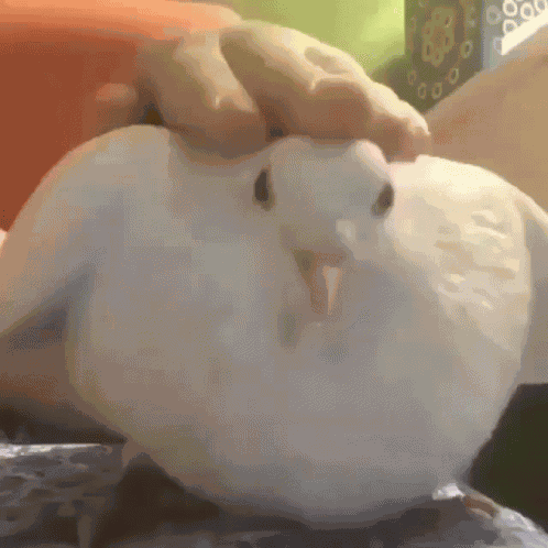 Bird Birb GIF