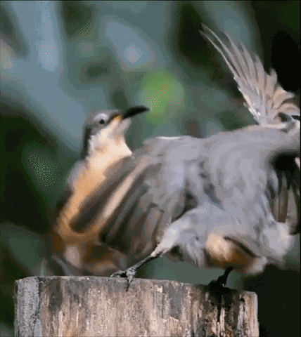 Bird Bird Dance GIF