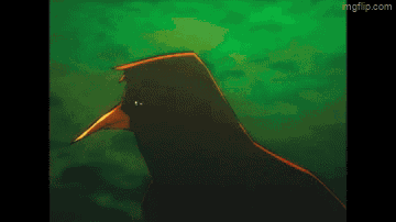 Bird Birds GIF
