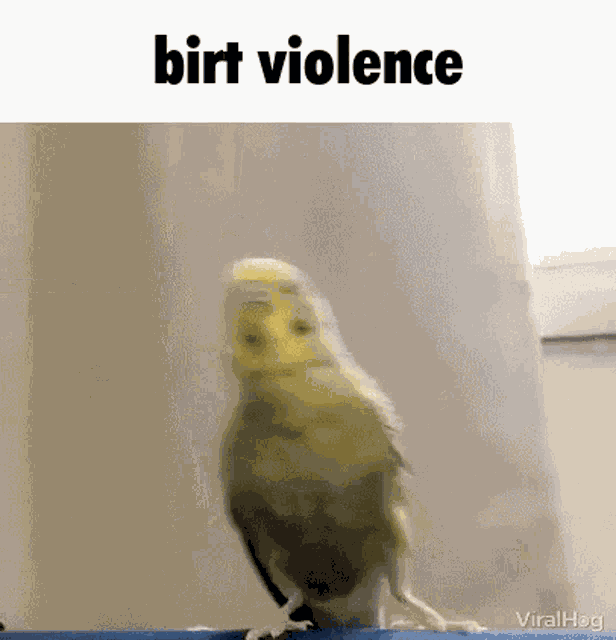 Bird Birds GIF