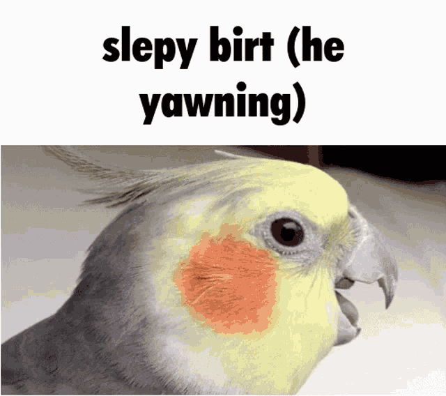 Bird Birds GIF