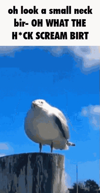 Bird Birt GIF