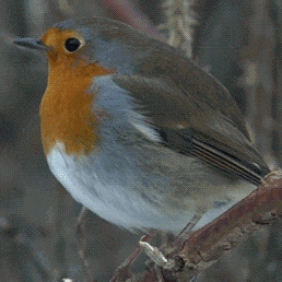 Bird Dance GIF