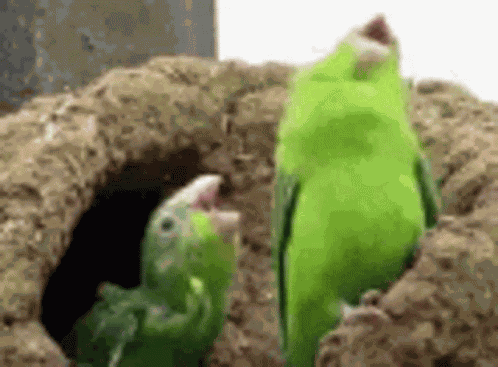 Bird Dance GIF