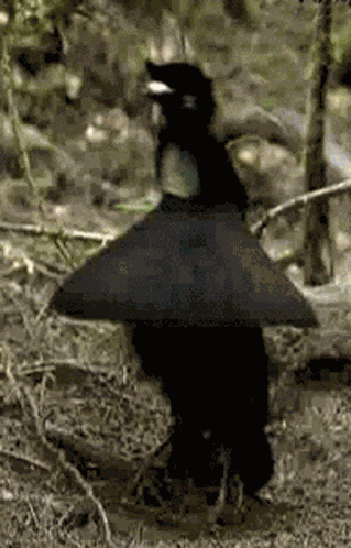Bird Dancing GIF