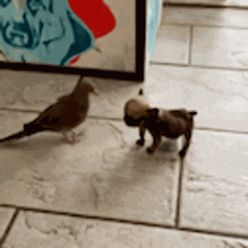 Bird Dog GIF