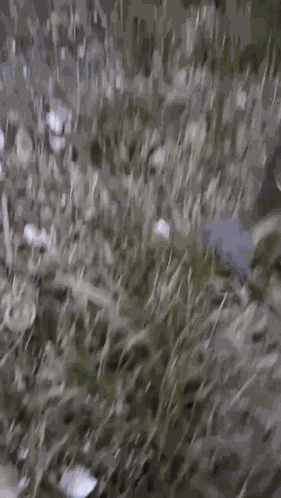 Bird Fish GIF