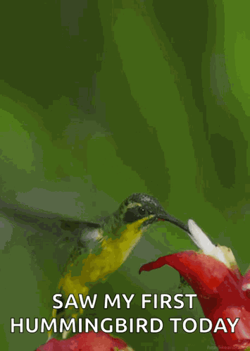 Bird Flower GIF