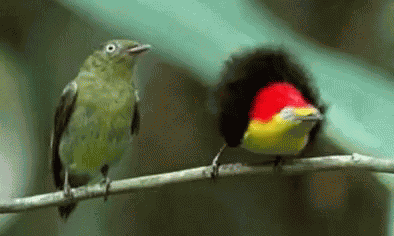 Bird GIF