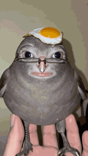 Bird Jon Mud GIF