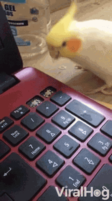 Bird Laptop GIF
