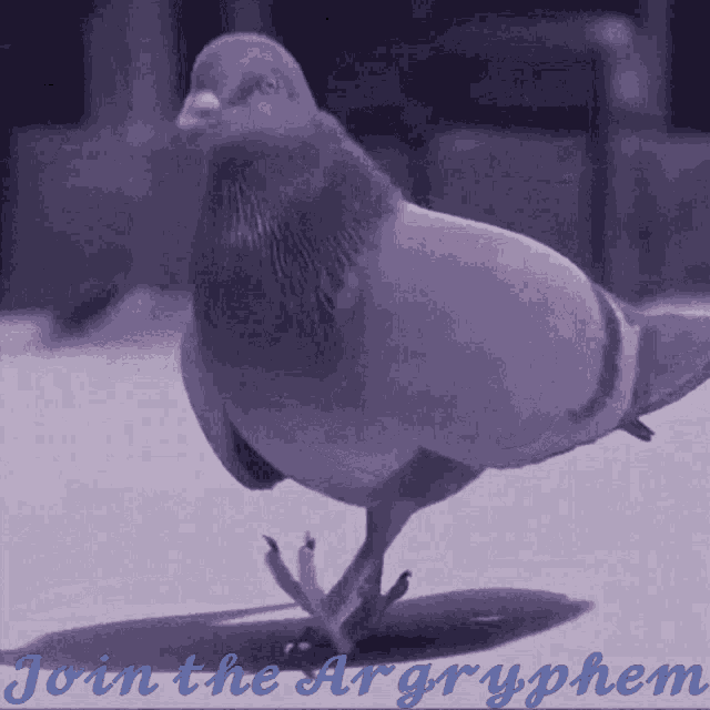 Bird GIF