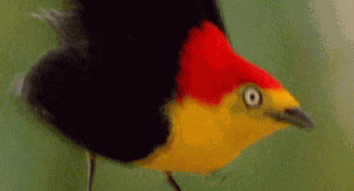 Bird Mating GIF