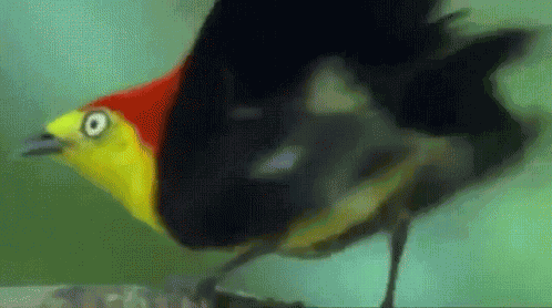 Bird Shake GIF